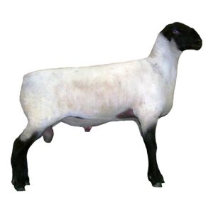 Suffolk Ram