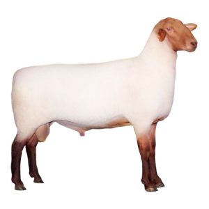 Tunis Ram