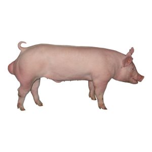 Yorkshire Boar