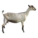 Alpine Dairy Goat