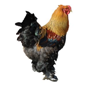 Bantam Chicken