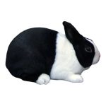 Black Rabbit 1