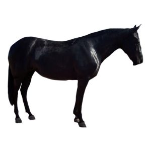 Black Tennessee Walker