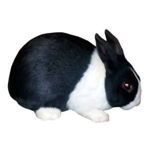 Blue Rabbit 1