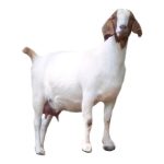 Boer Dairy Goat