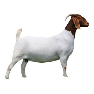 Boer Doe 2