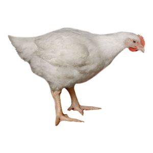 Broiler Chicken