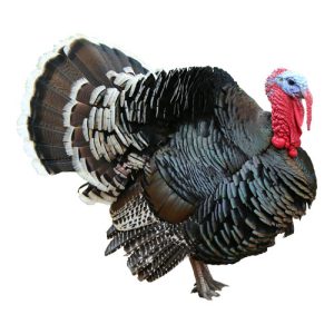 Bronze Turkey