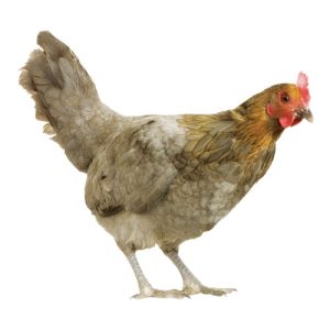 Brown Chicken