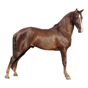 Brown Tennessee Walker