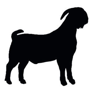 Buck Silhouette