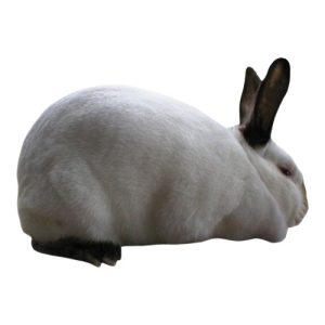 Californian Rabbit