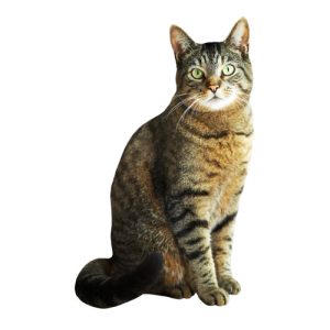 Cat 1
