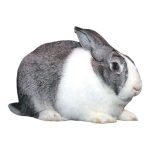 Chin Rabbit 1