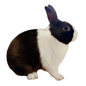 Chocolate Rabbit 1