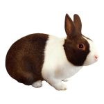 Chocolate Rabbit 2