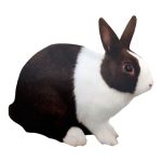 Chocolate Rabbit 3