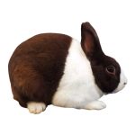 Chocolate Rabbit 5