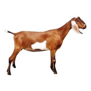 Dairy Market Goat