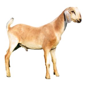 Dairy Wether