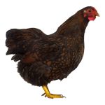 Egg Laying Chicken