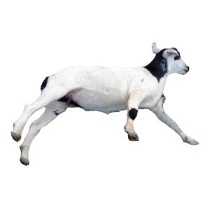 Fainting Goat 1