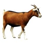 Fainting Goat 2