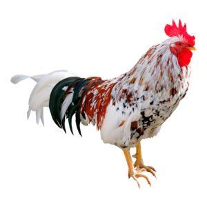 Fancy Chicken