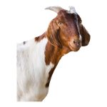 Goat Head
