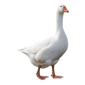 Goose 1