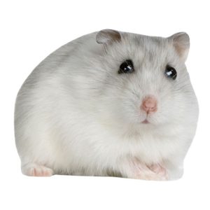 Hamster 1