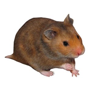 Hamster 2