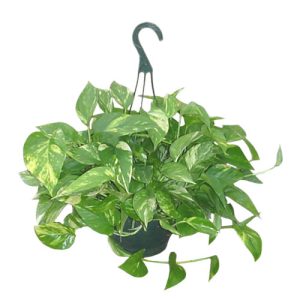 Hanging Basket