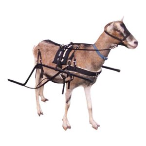 Harness Goat