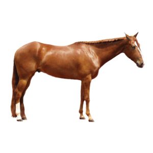Horse 1