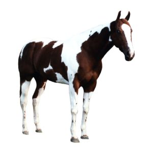 Horse 2