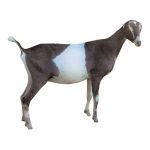 La Manch Dairy Goat