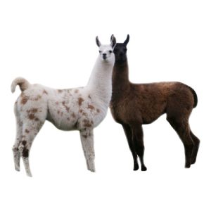 Llama