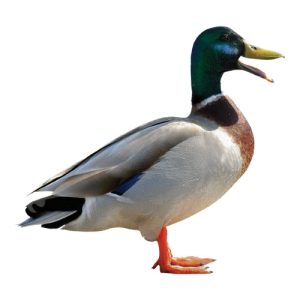 Mallard