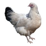 Market Chicken 1