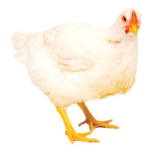 Market Chicken 2