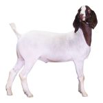 Market Goat 1