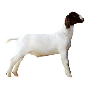 Market Goat 3