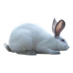 Market Rabbit 1
