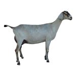 Nubian Dairy Goat