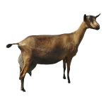 Oberhasli Dairy Goat