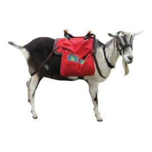 Pack Goat