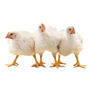 Pen of Three Chickens 1