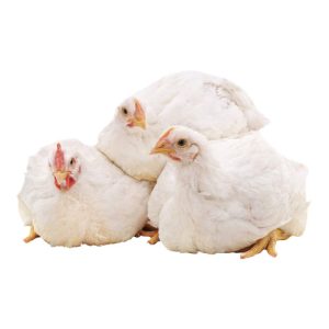 Pen of Three Chickens 2