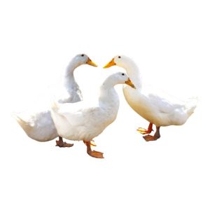 Pen of Three Ducks
